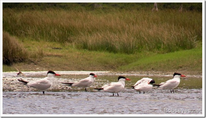 terns