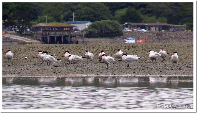 terns