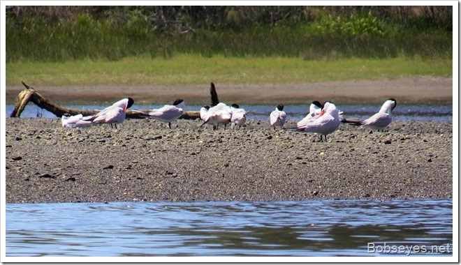 terns