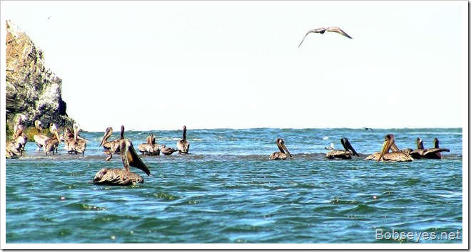 brownpelicans