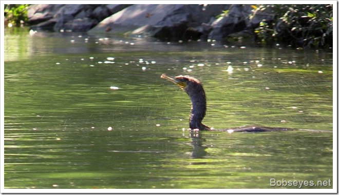 cormorant