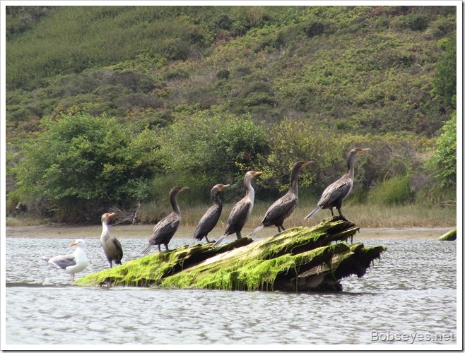 cormorants