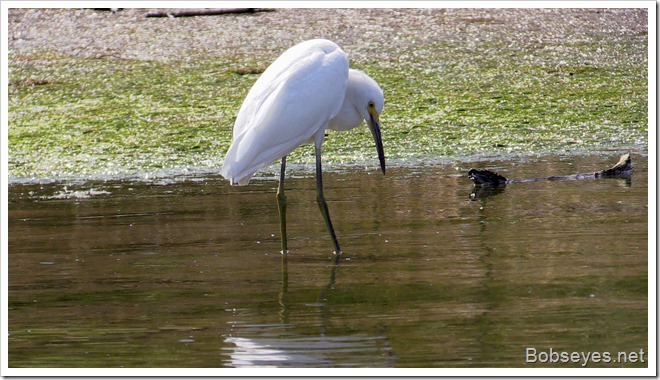 egret2