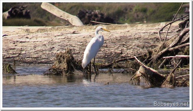 egret