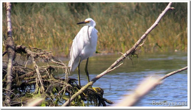 egret