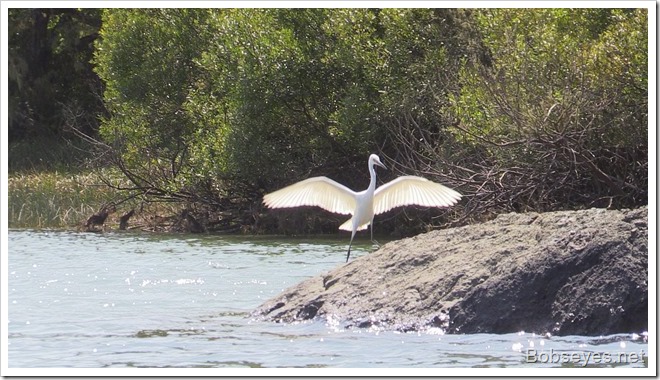 egret