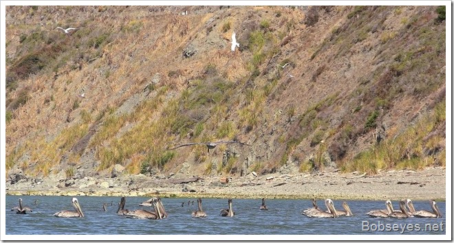 fishingbirds