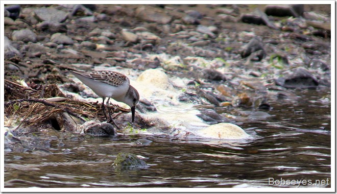 goldenplover