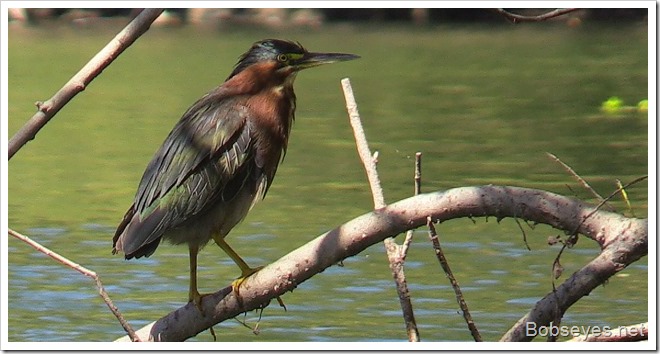 greenheron