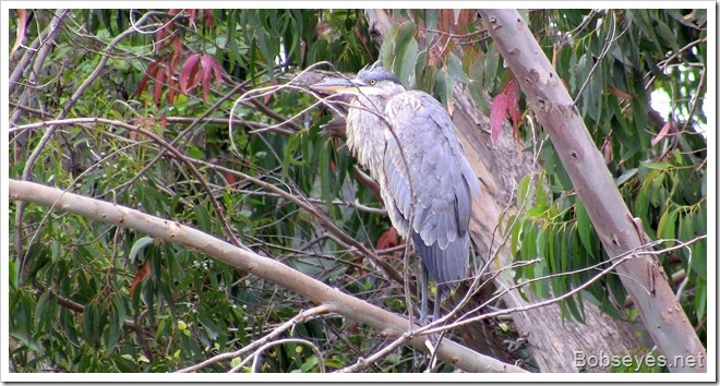 heron2