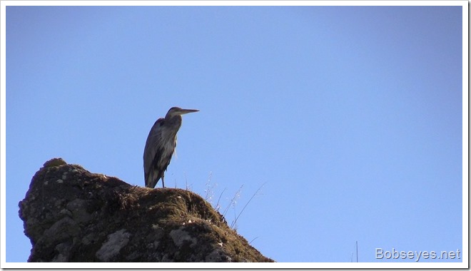 heron