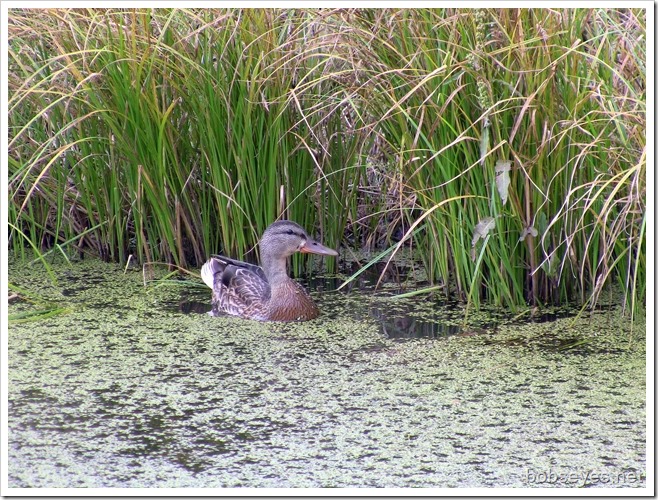 mallard