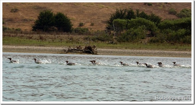 mergansers