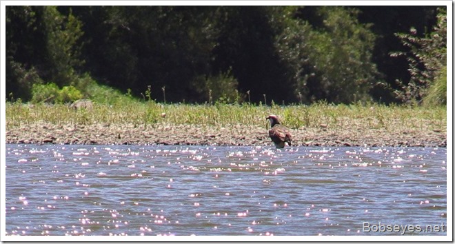 osprey2