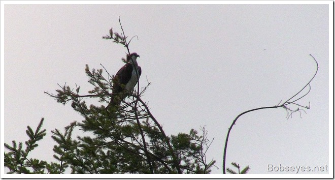 osprey