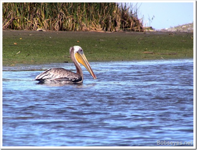 pelican