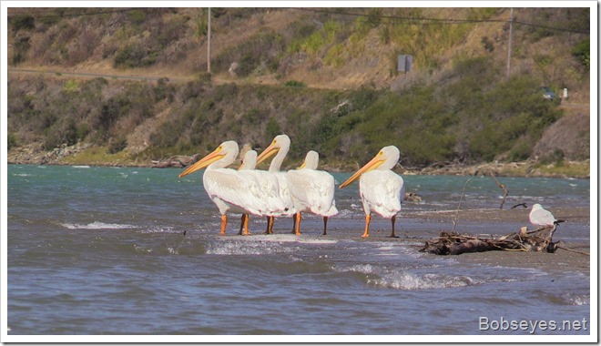 pelicans2