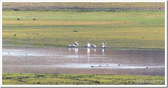 pelicans