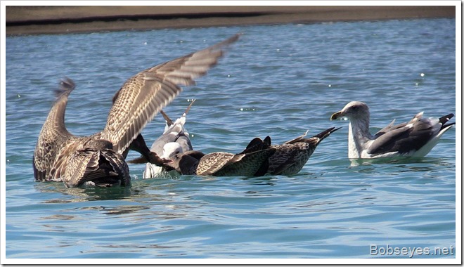 seagulls