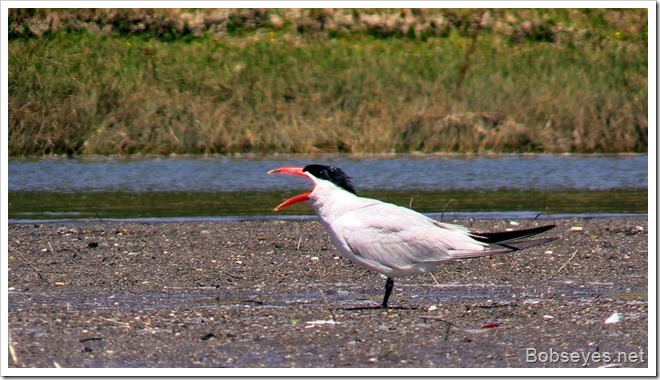 tern