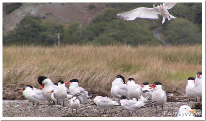 terns