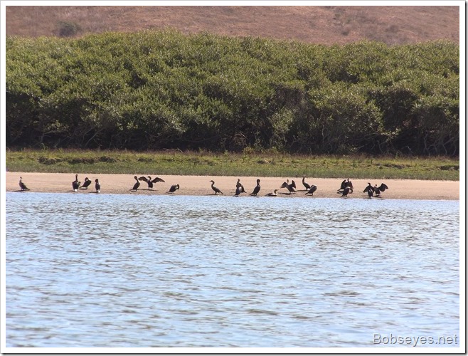 cormorants