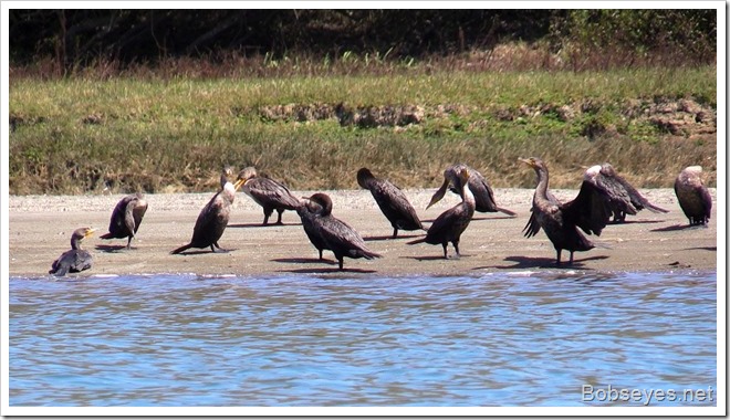 cormorants