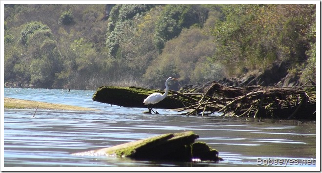 egret