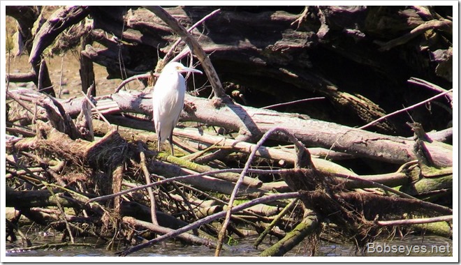 egret