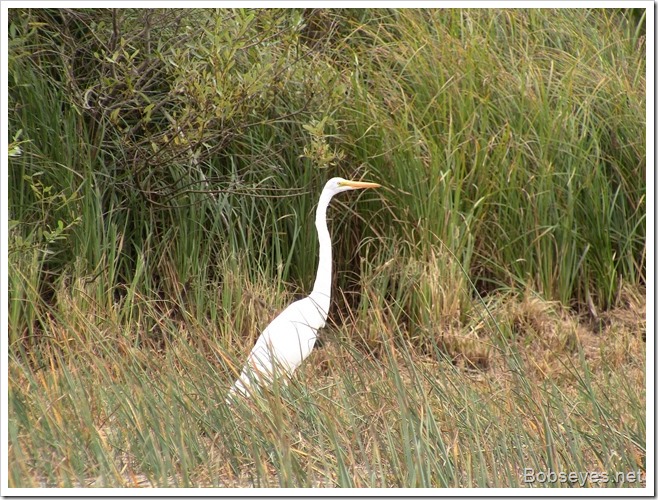 egrett