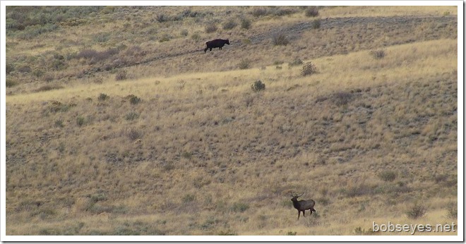 elk