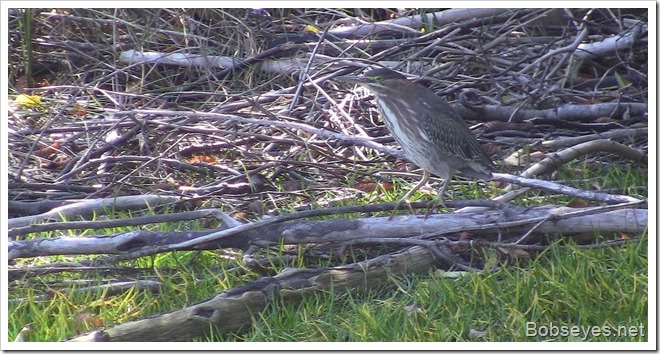 greenheron