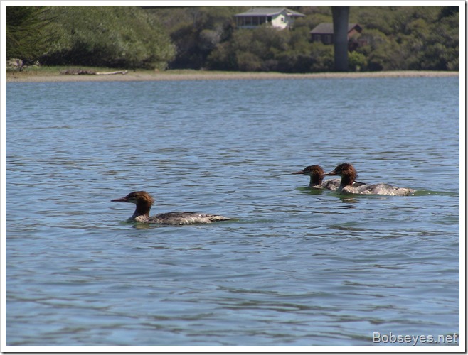 mergansers