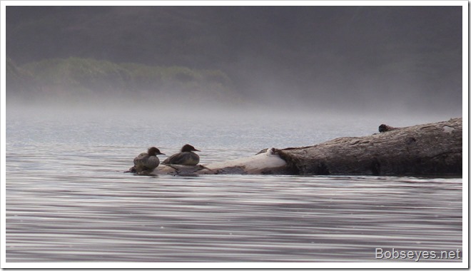 mergansers