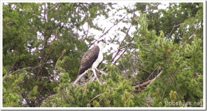 osprey2