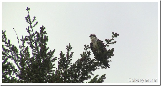 osprey