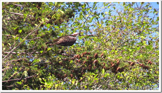 osprey