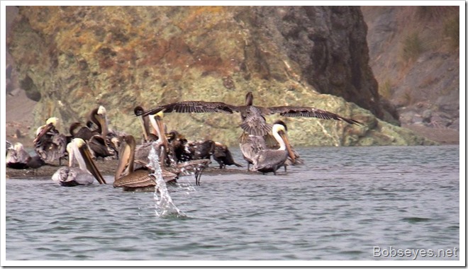 pelbirds