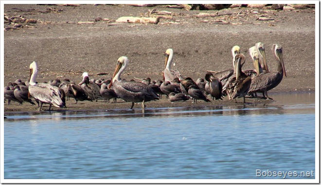 pelicans