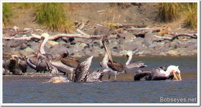 pelicans