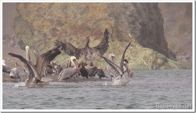 pelicans