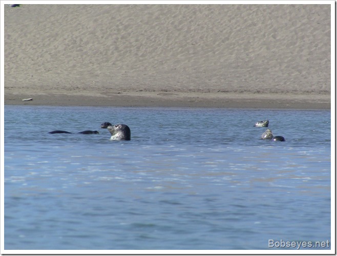 seals