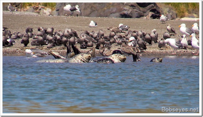 seals