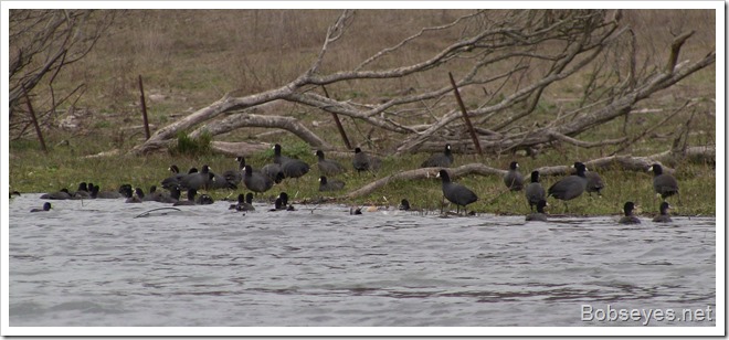 coots