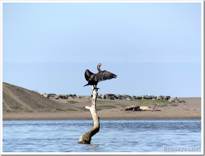 cormorant