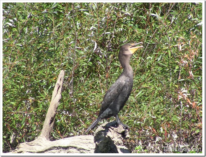 cormorant