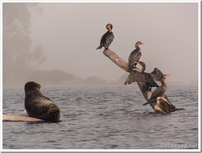 cormorants2