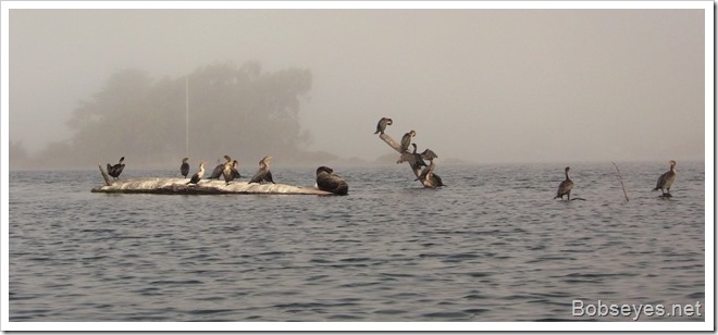 cormorants3