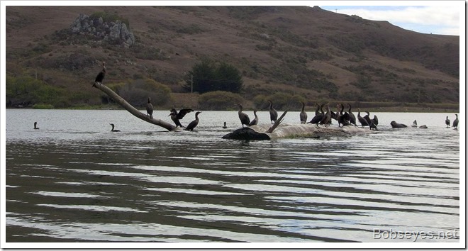 cormorants