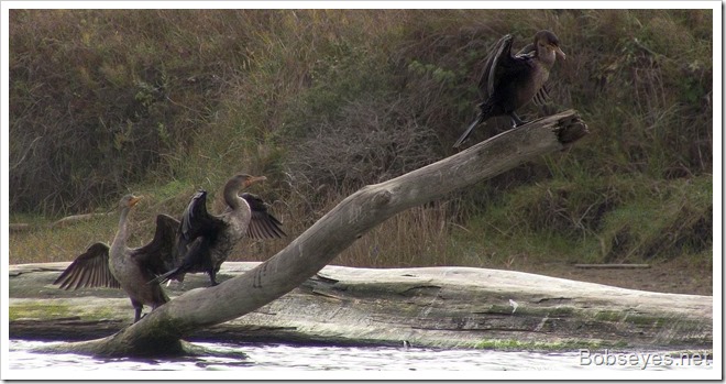 cormorants